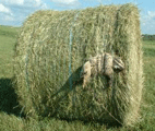 badger-rolling-in-the-hay.gif