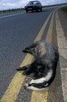 Badger-Roadkill1.jpg