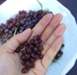 tiny grapes.jpg