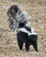 220px-Skunk_about_to_spray.jpg