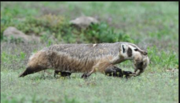 Badger eating gopher.png