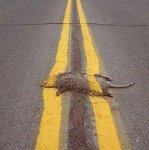 BADGER ROADKILL.jpg