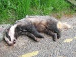 Dead Badger.jpg