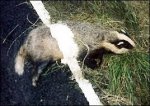 dead badger.jpg