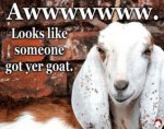 awww-got-your-goat.jpg