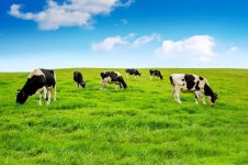 cows-green-field-64471956.jpg