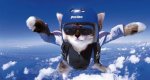 Cat-Skydiving.jpg