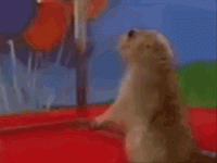 IMG_0656.gif