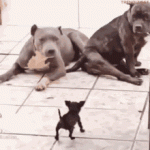 1760487208004.gif