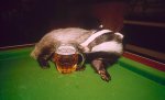 Badger.jpg Badger.jpg