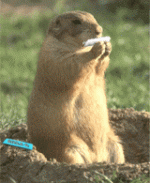 1775061627394.gif