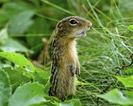 thirteen-lined_ground_squirrel_01.jpg
