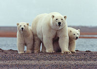 200px-Polar_bear_with_young_-_ANWR.jpg
