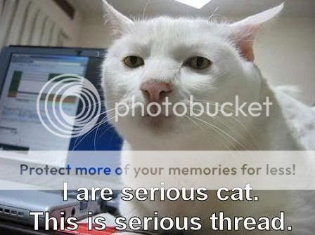 seriouscat.jpg