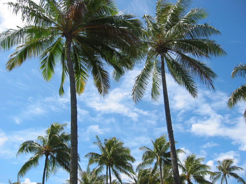 palm-trees-03.jpg