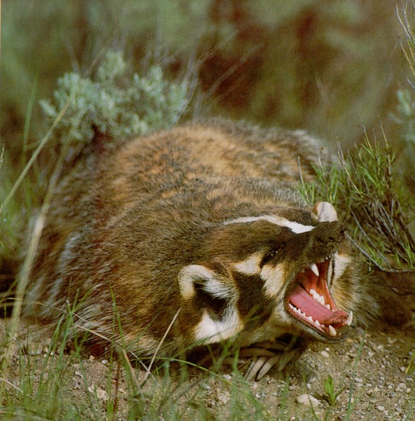 gallery_hissing_badger.jpg