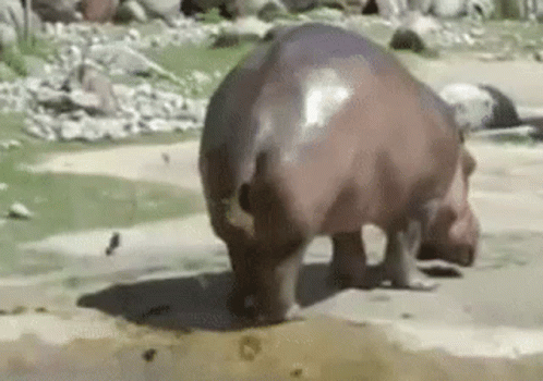 potty-hippo.gif