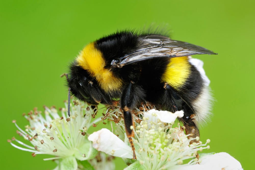 White-tailed-bumblebee-Laurie-Campbell.jpg