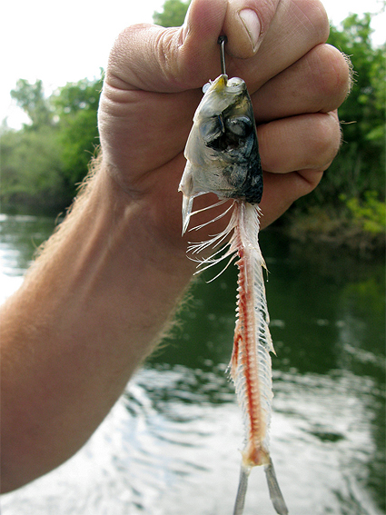 fish-skeleton.jpg