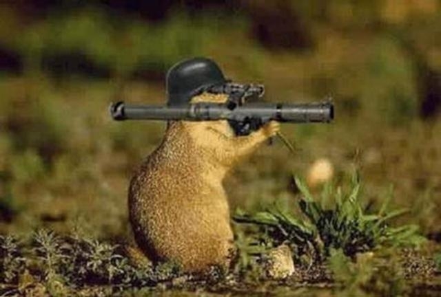 fighing-gopher.jpg