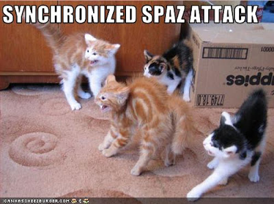funny-pictures-cats-have-a-spaz-attack.jpg