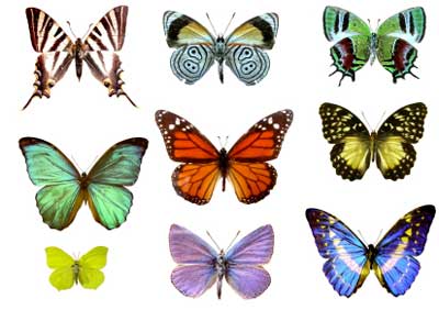 butterfly-color-butterflies.jpg