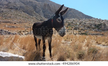 stock-photo-nice-burro-494286904.jpg