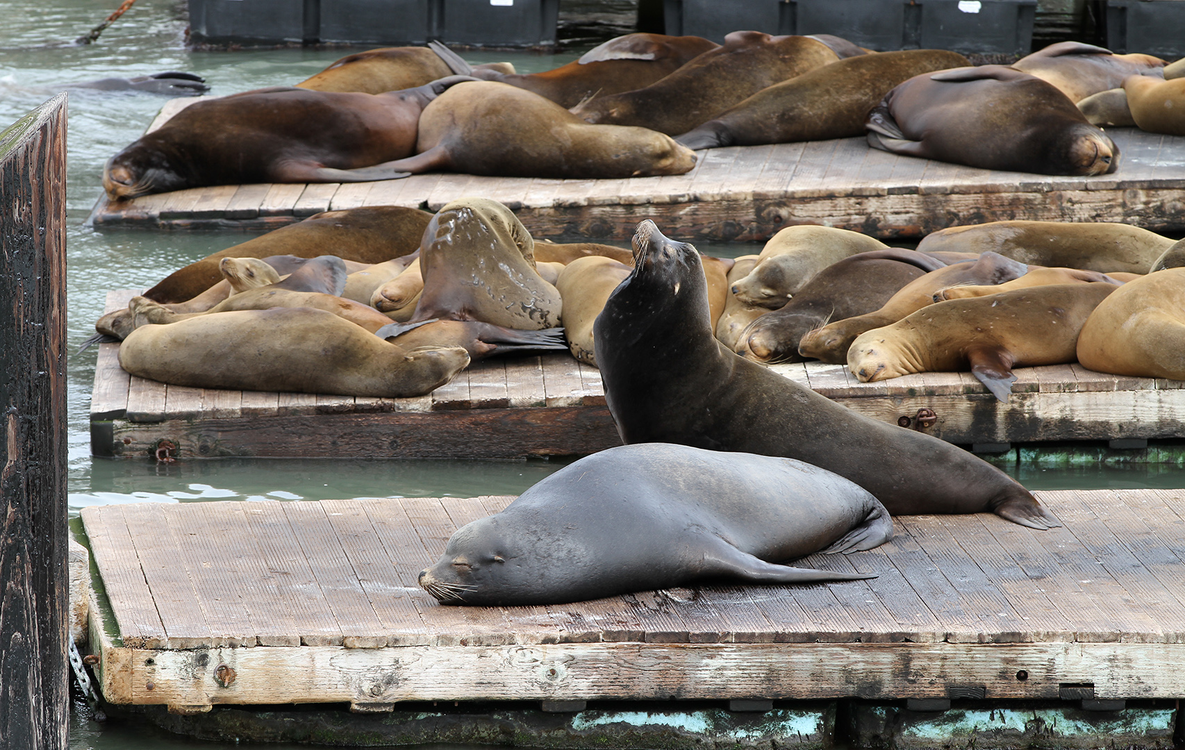 Sealions_on_Pier_39%2C_SF%2C_CA%2C_jjron_26.03.2012.jpg